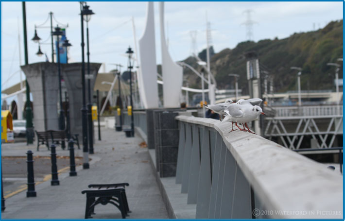 Waterford Pictures - Gulls waiting for more bread outside the Tower Hotel