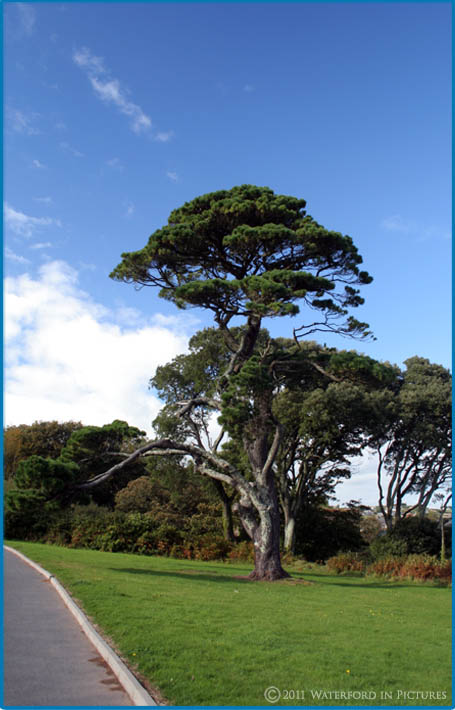 Waterford Pictures - The trees in the park in Dunmore East 