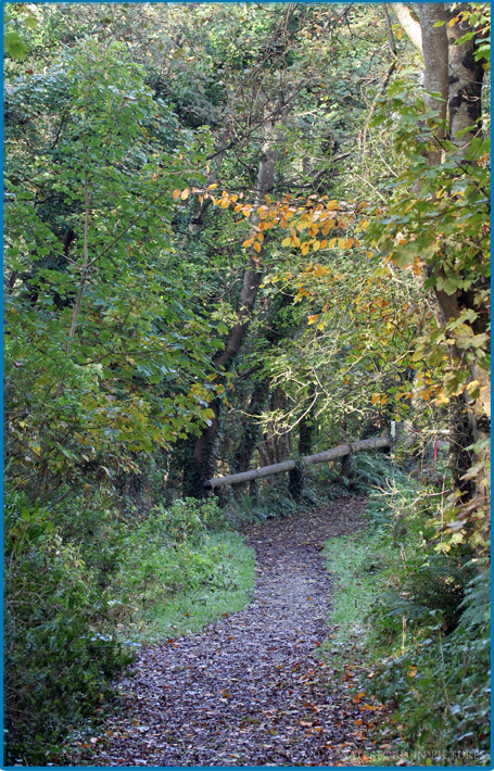 Waterford Pictures - The Forest at Newtown in Tramore