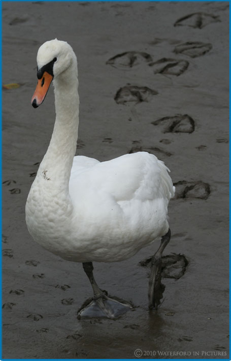 Waterford Pictures - A Swan walking up from the river to get some bread 
